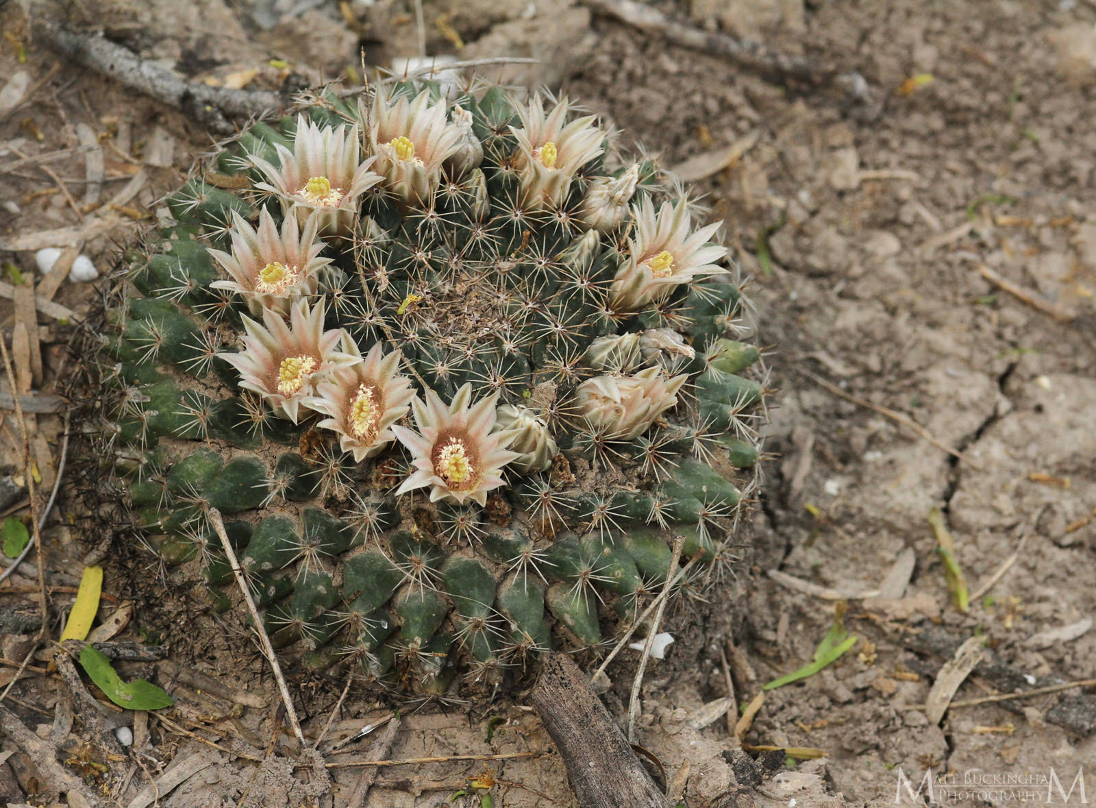 Mammillaria heyderi